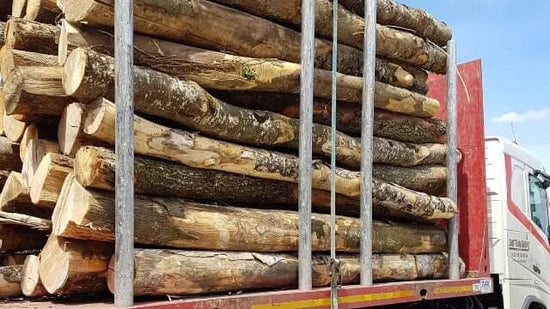 Lenha de faia – Meio camião de toras com 20 metros cúbicos – Pronta a usar